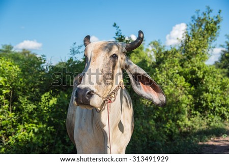 Herd of cows at summer green field in thailand