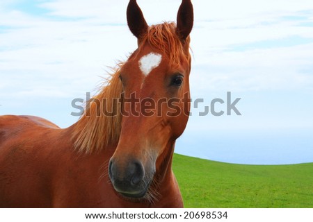 horse face close up. Closeup of a horse face