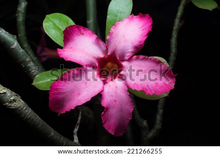 Impala Lily Adenium, Desert Rose or pink flower in Thailand.