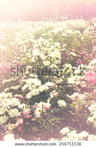 Background of bouquet of pink blooming rose bush. Natural flowers. Vintage effect