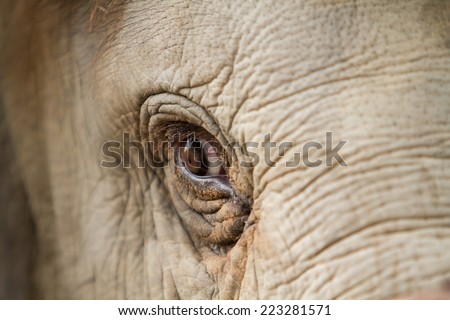 Elephant eye detail