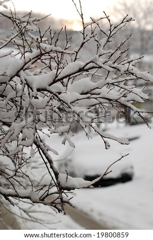 New Year\'s snow on cherry branches. A city landscape