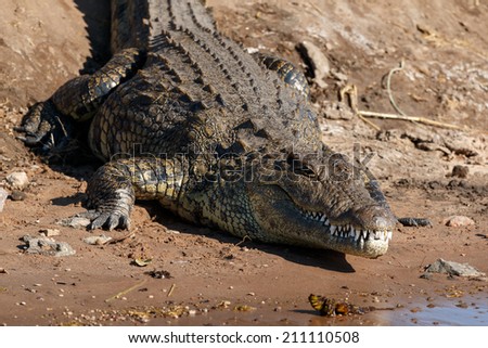 Big scary crocodile resting on riverfront Chobe, Botswana, Africa. Close up showing head and teeth.