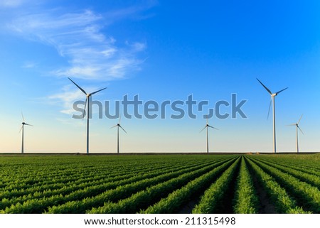 Windmills at sunset at a field of crops in Eemshaven, The Netherlands.