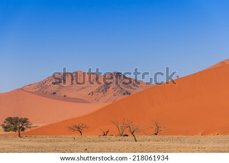 Sand dune with dead trees deadvlei Sossusvlei, Namibia, Africa. People climbing on dune.