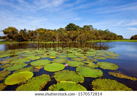 Giant water lilies, Victoria amazonica at Rio Badajos, Amazon River, Brazil