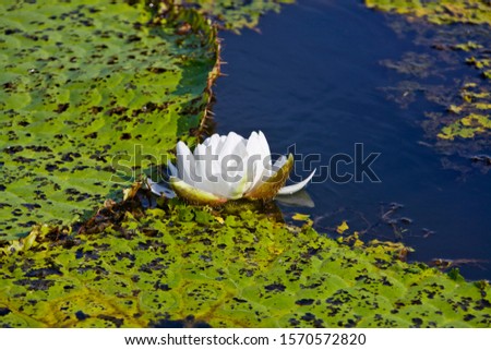 Giant water lilies, Victoria amazonica at Rio Badajos, Amazon River, Brazil