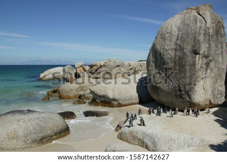 African penguins gathering on Boulders Beach, between Simon\'s Town and Cape Point, False Bay, Cape Peninsula, Western Cape, South Africa