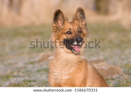 An alert sandy coloured dog