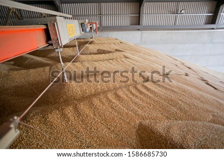 Large mound of wheat in grain store
