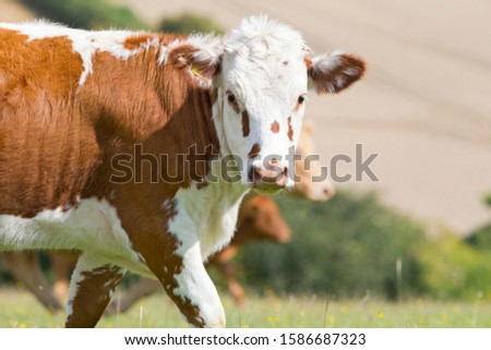 Hereford Cow in rural field