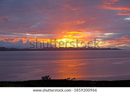 Scenic view of sunset over the wide sea with jumping sheep