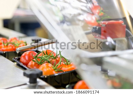 Packages of ripe red vine tomatoes on production line in a food processing plant