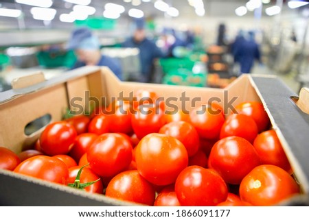 Close up ripe red tomatoes packed in box in a food processing plant