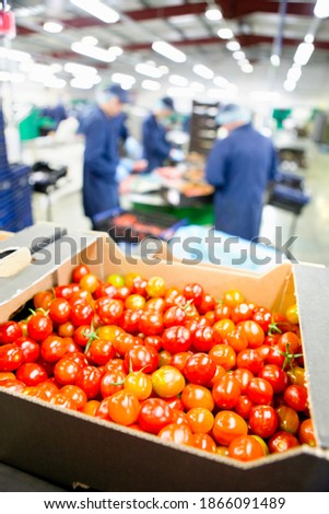Ripe red vine tomatoes packed in box in a food processing plant