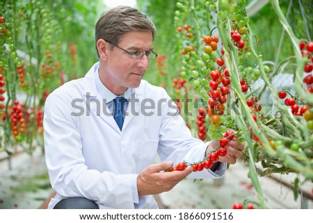 Food scientist examining ripe red vine tomato plants