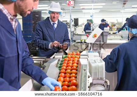 Close up of quality control workers inspecting ripe red tomatoes on production line in a food processing plant
