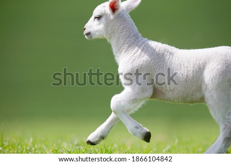 Cute little lamb running in green grass field