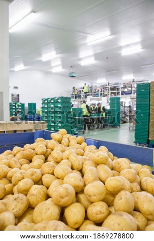 Fresh harvested potatoes kept in a crate in a food processing plant