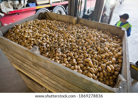 Workers standing behind a large bin of potatoes kept on a forklift in a factory