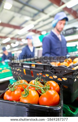 Ripe red vine tomatoes kept in a package and crate in a food processing plant