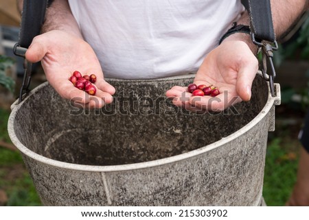 Picking coffee cherries.