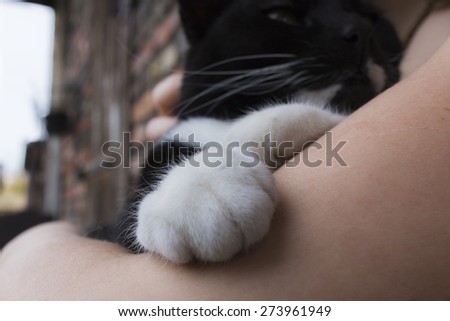 Closeup of a cat in human arms