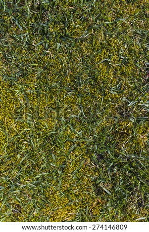 Texture green grass and moss in spring