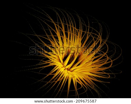 Tube Anemone in Fluorescent
