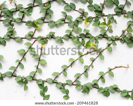 The Green Creeper Plant on a White Wall