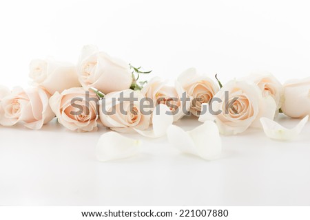 White Roses and petals lying down on white background.