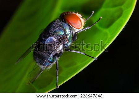 fly,insect,bug