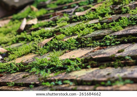 Plant green grass out of the holes of the roof tile. Makes for a lively and fresh.