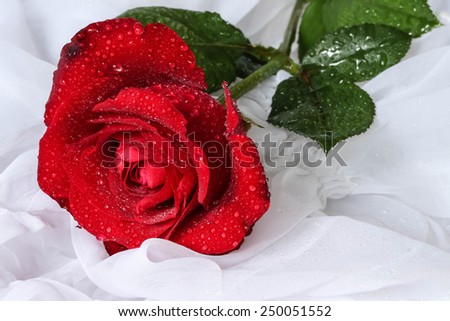 Red rose with water drops - white background