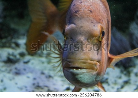Big orange fish close in an aquarium -up