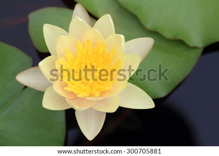 Yellow lotus flower in full bloom.