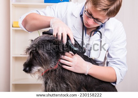 Vet examines the dog\'s hair and looking for parasites