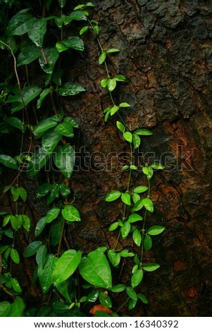 leafy vine growing up the bark of a monkey pod tree