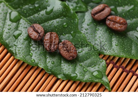 Roasted coffee beans after rain lying on the wet coffee leaves. Close-up.