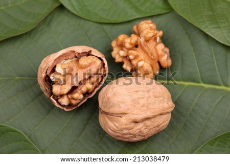 Walnuts lying on the leaves of walnut tree. Close-up.