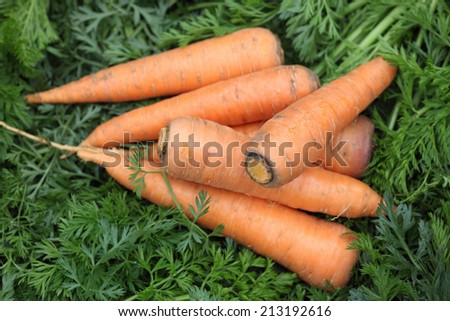 Fresh organic carrots on a carrot tops background.