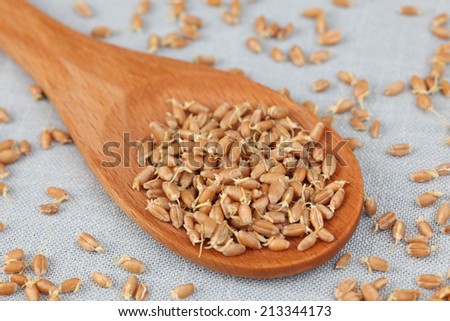 Wheat germs in a wooden spoon (Wheat Sprouts). Close-up.