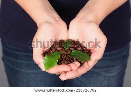 Coffee beans with leaves in woman\'s palms.