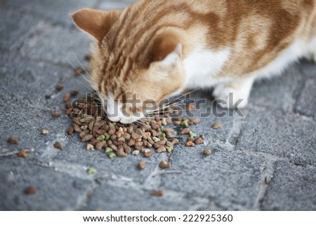 Abandoned street cat eating cat food.