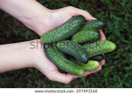 Woman holds fresh harvested cucumbers in her palms. Closeup.