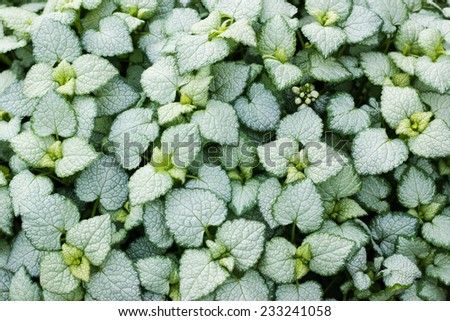 Decorative herb