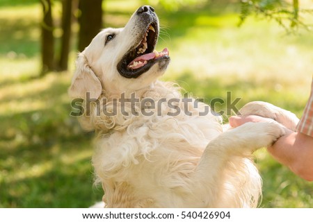 Lovely friend of a human looks at his master with opened mouth. Golden retriever gives a paw to the male hand.