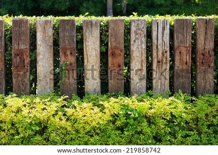 Old wooden fence in garden with plant