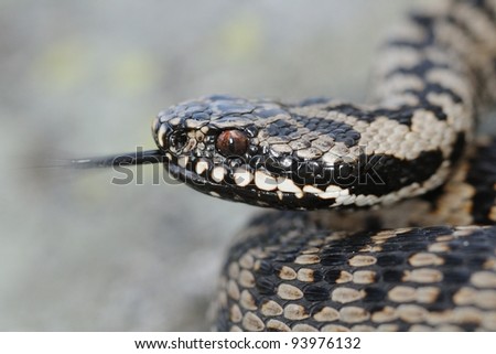 Wild female adder portrait with forked tongue. Vipera berus. Lombardy Alps, Italy