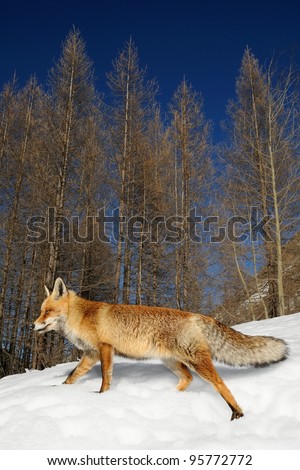 Walking red fox  in its alpine habitat with snow, larches and blue sky. Aosta valley, Italy.